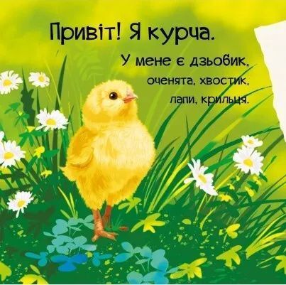 Знайомся, я курча 6626 фото